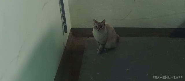 Hae-mi's missing cat (Boil) reappears with Ben — suggesting Boil was never real, or Ben has taken him as a trophy, foreshadowing. in Burning