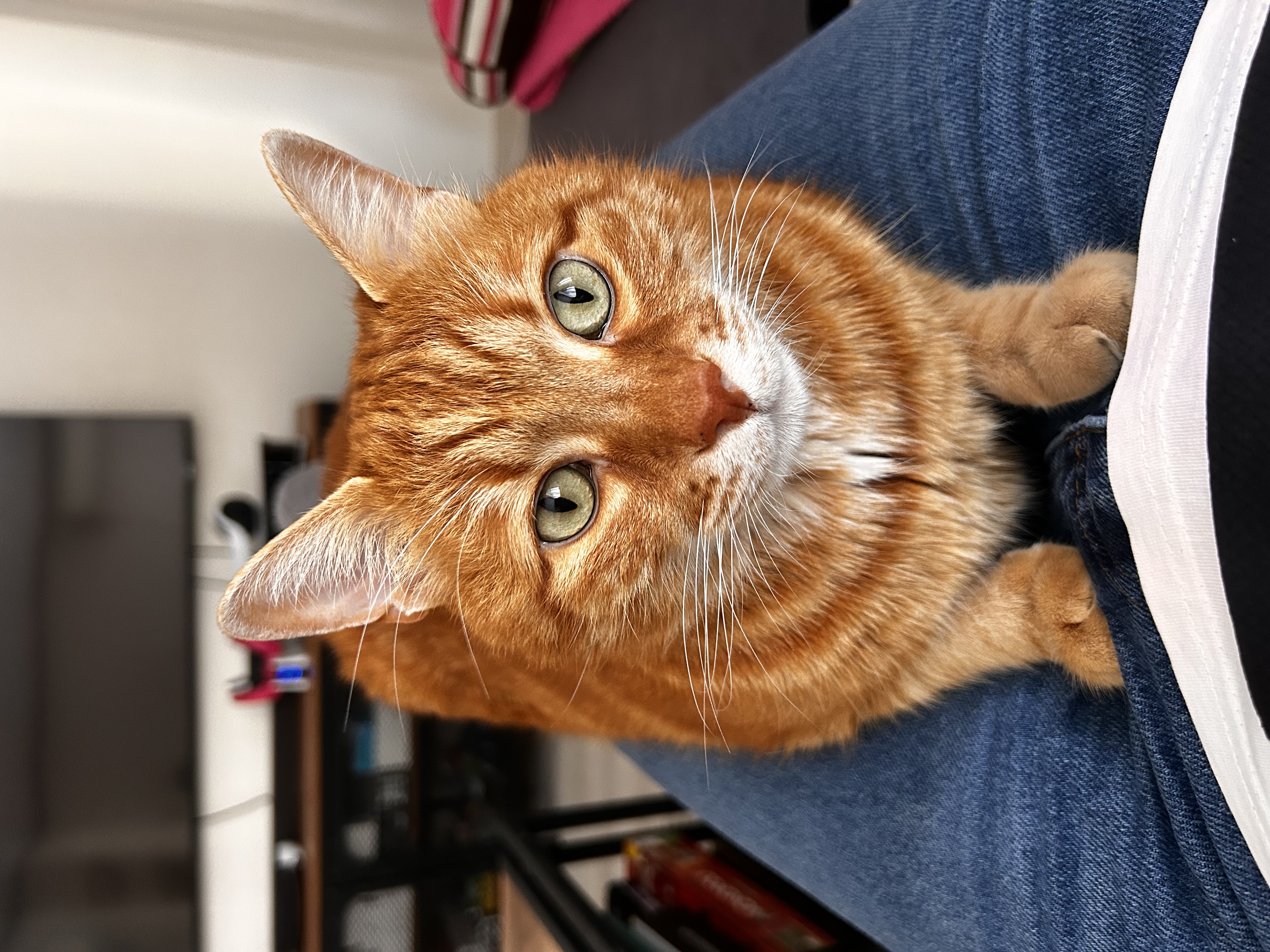 Öykü Özbek avatar