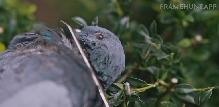 Charlie uses scissors to cut the head off a dead pigeon outside her school. in Hereditary